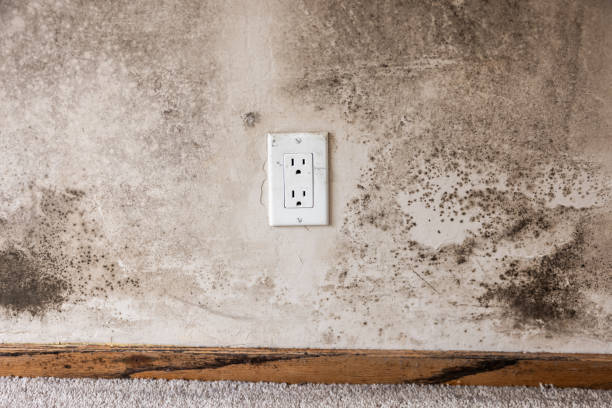 Best Mold Documentation for Insurance Claims  in Cold Spring Harbor, NY