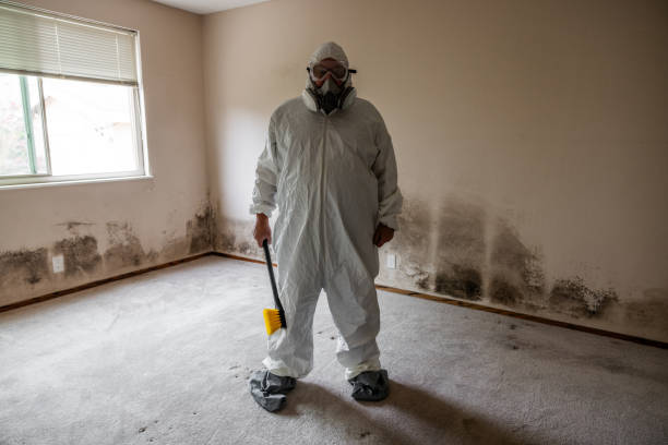 Best Emergency Mold Remediation  in Cold Spring Harbor, NY